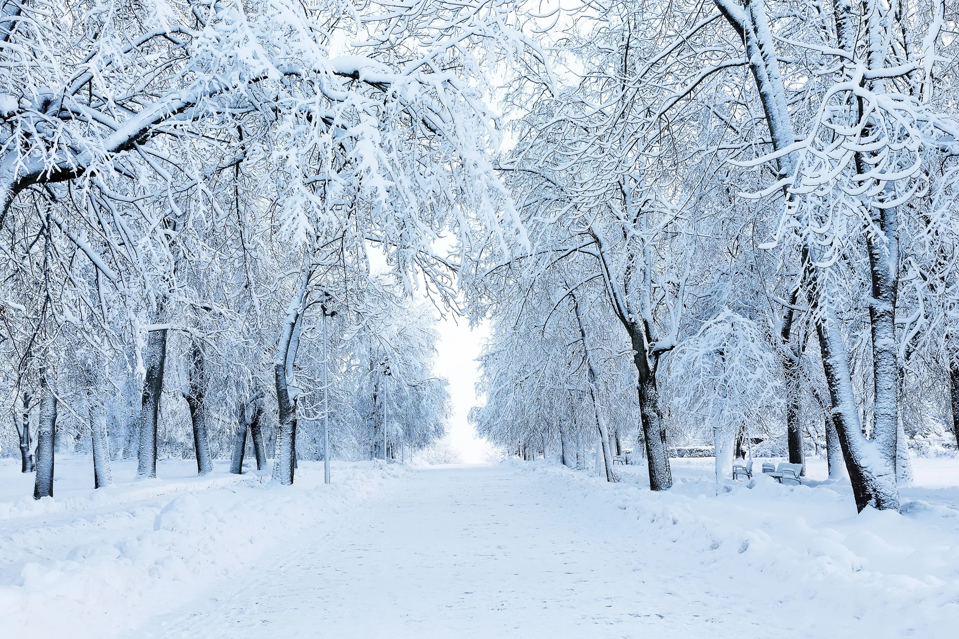 winter landscape