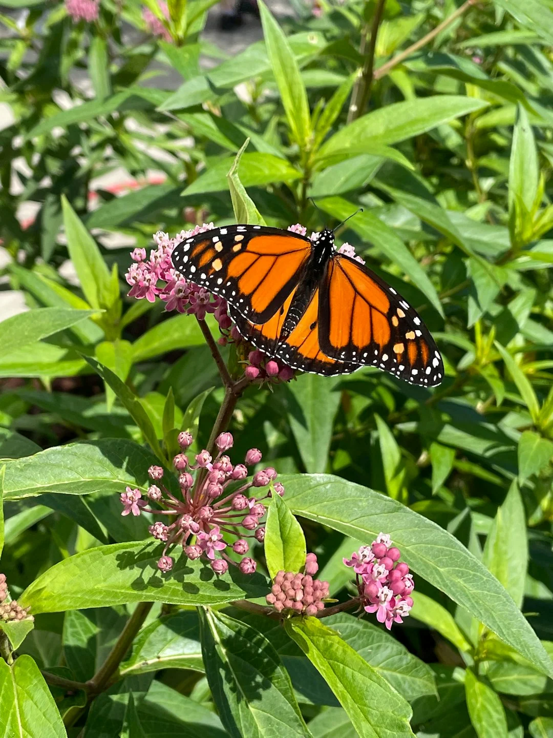native plants