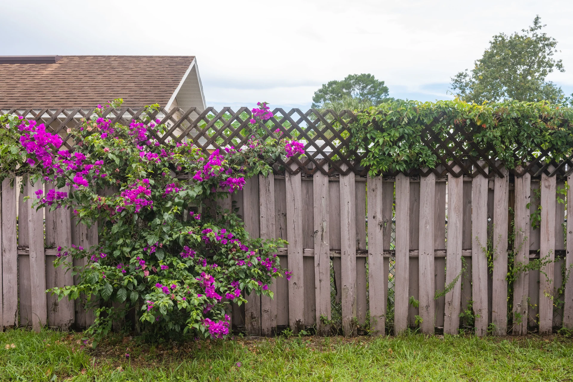 florida garden
