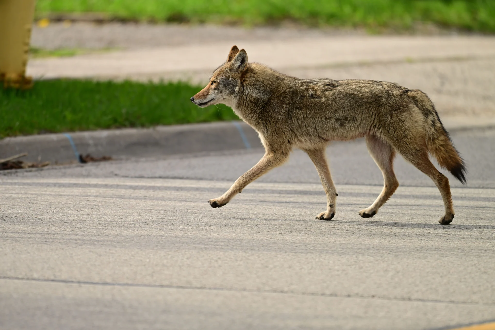 urban wildlife