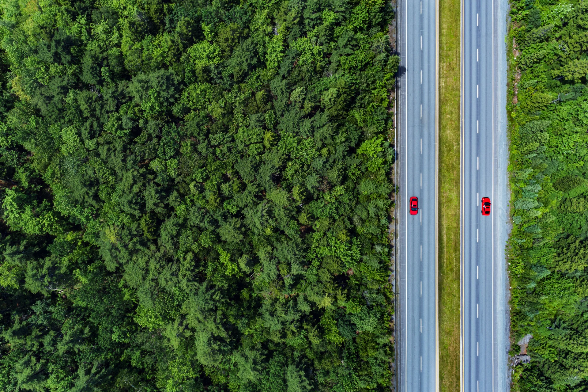 urban forest