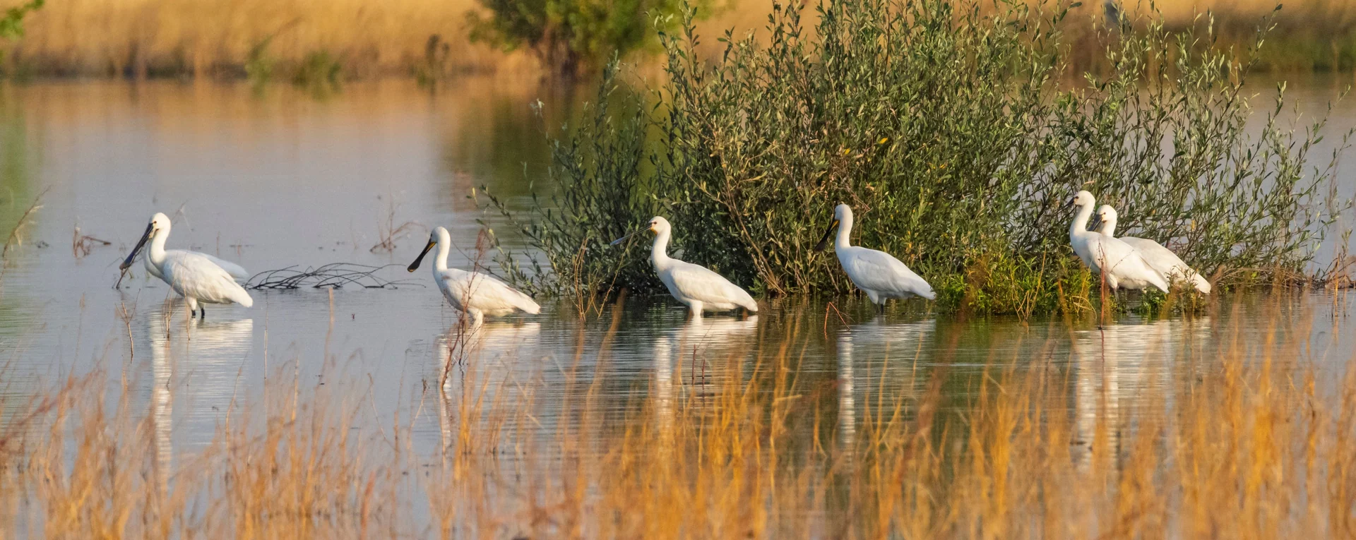 migratory birds