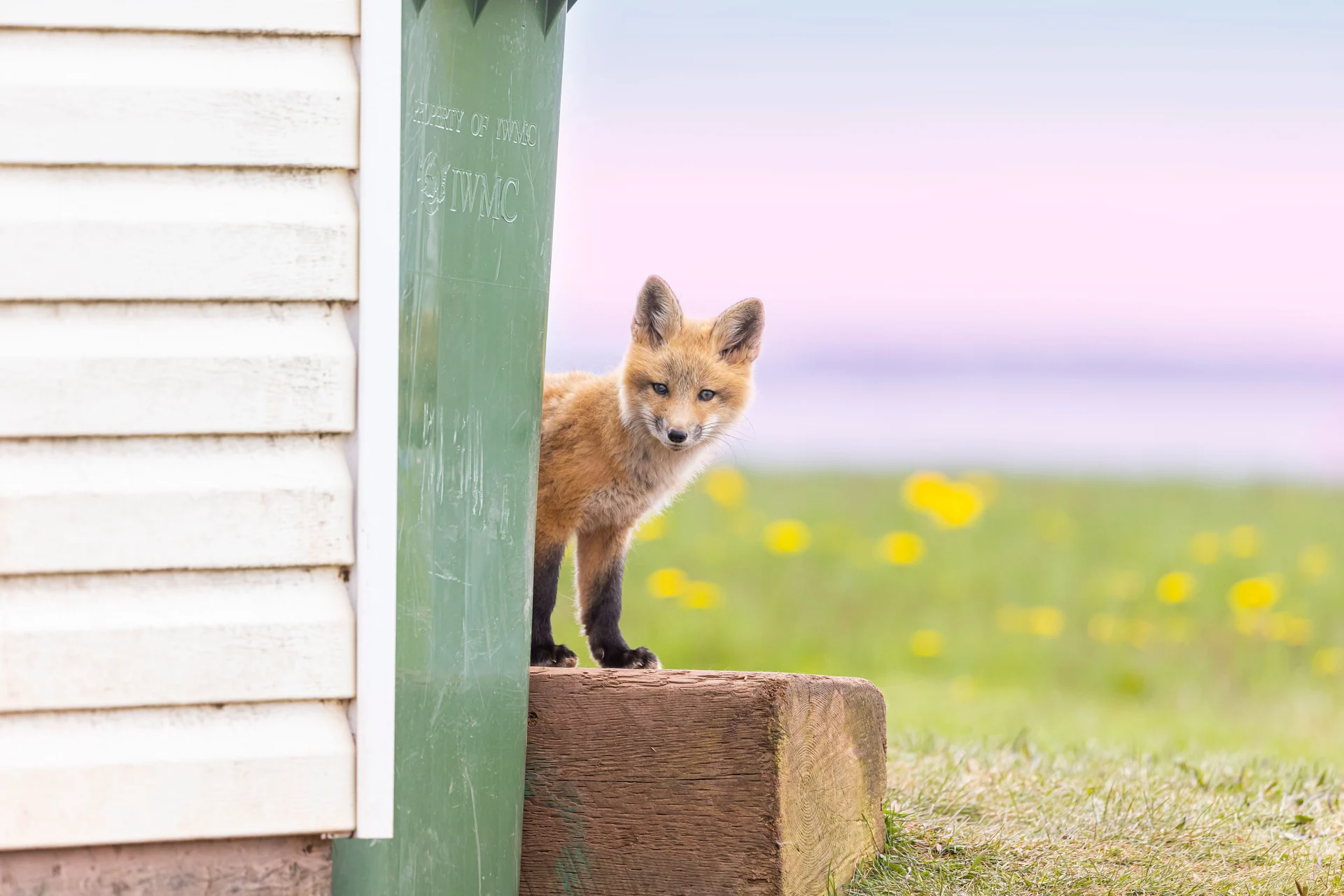 urban wildlife
