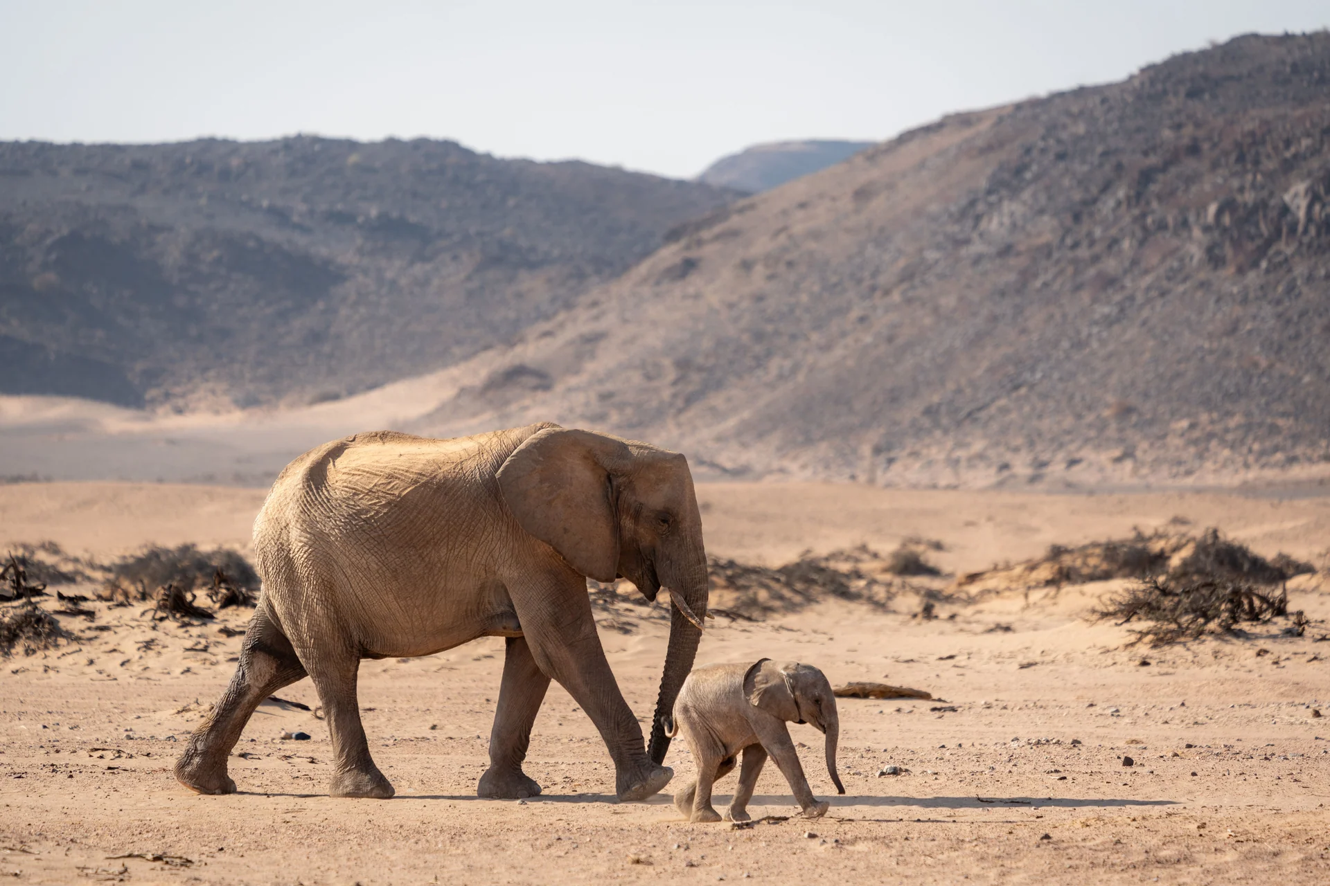 wildlife conservation