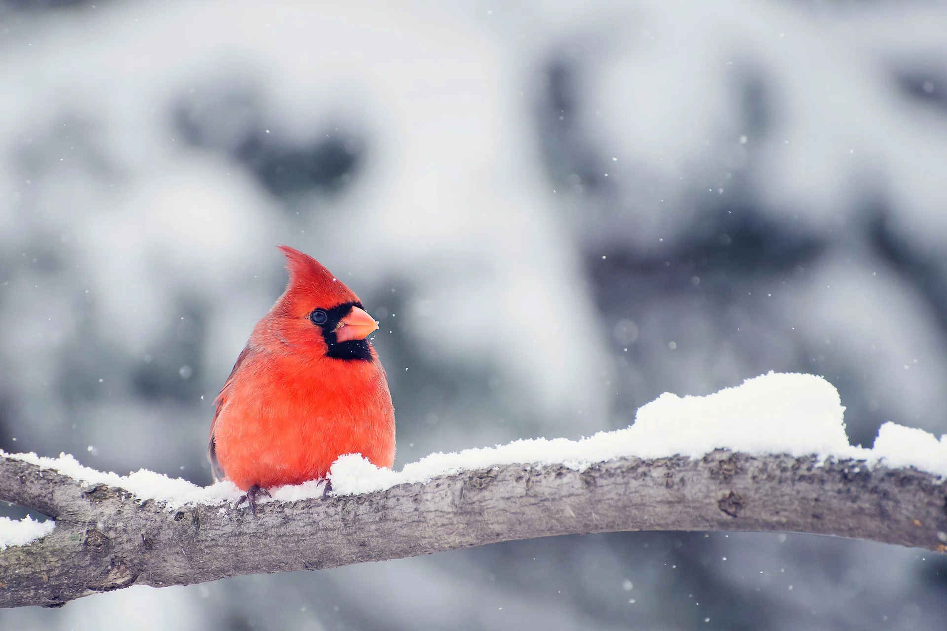winter wildlife