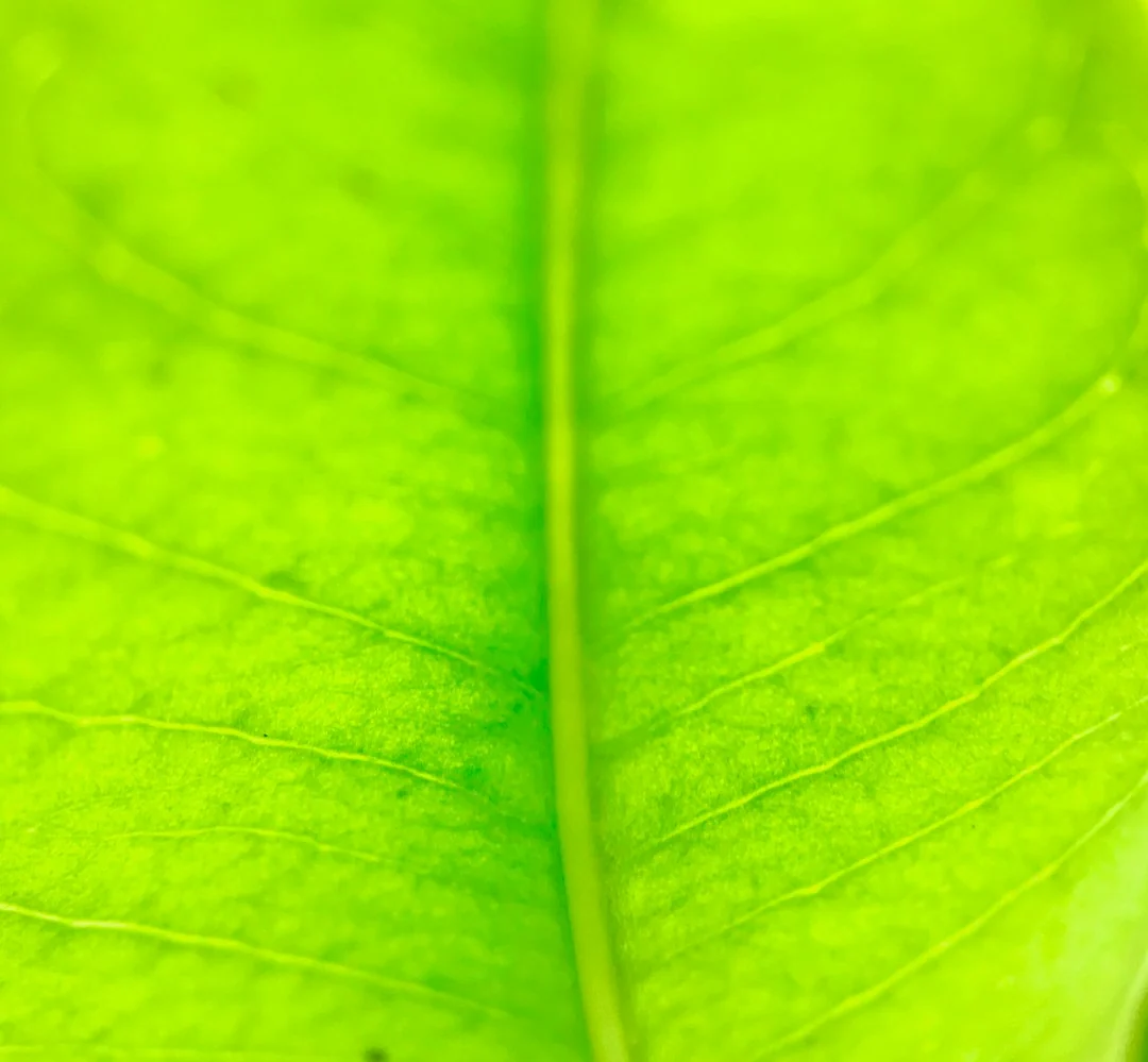 macro photography of green leaf macro photography of green leaf