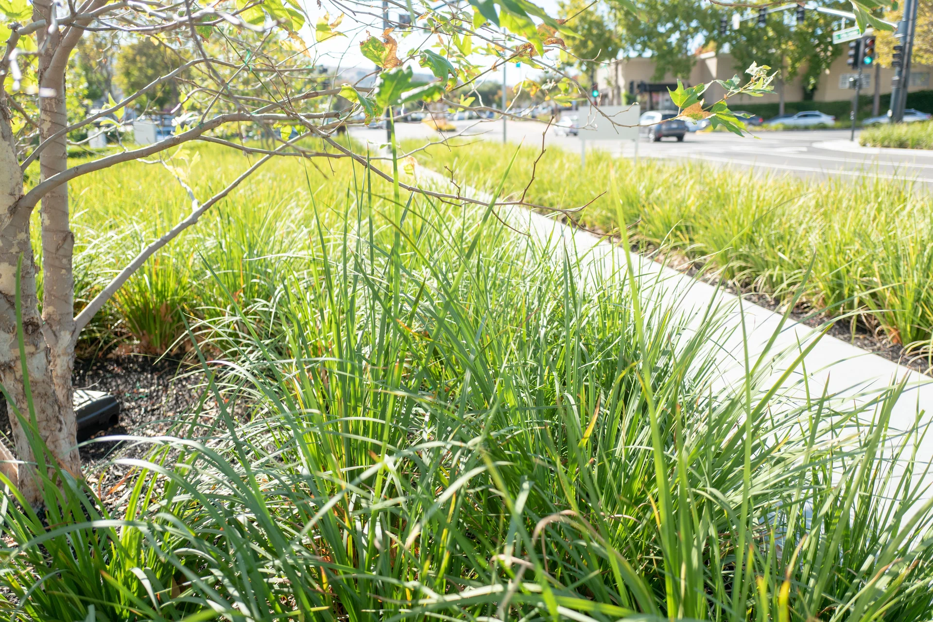 bio-swale landscape