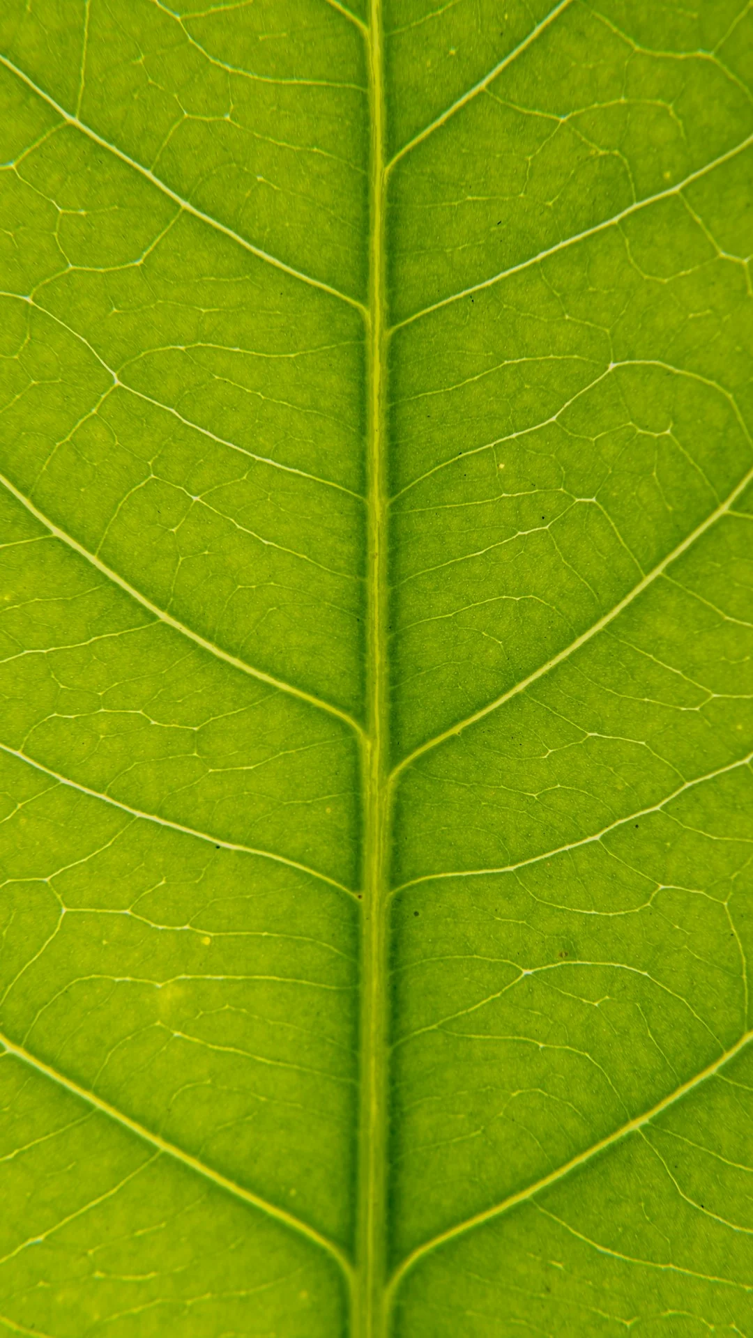green leaf in close up photography