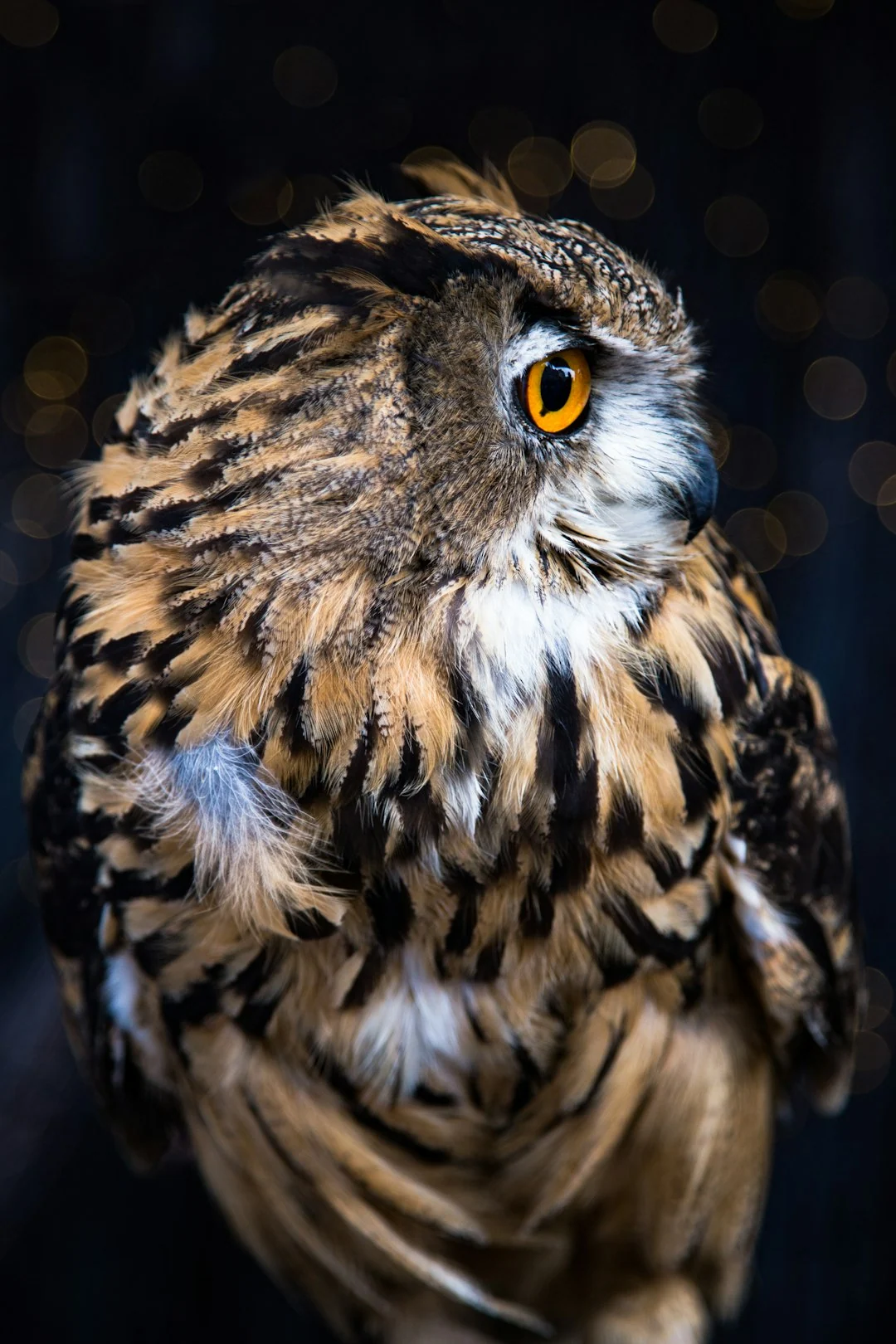 wildlife monitoring