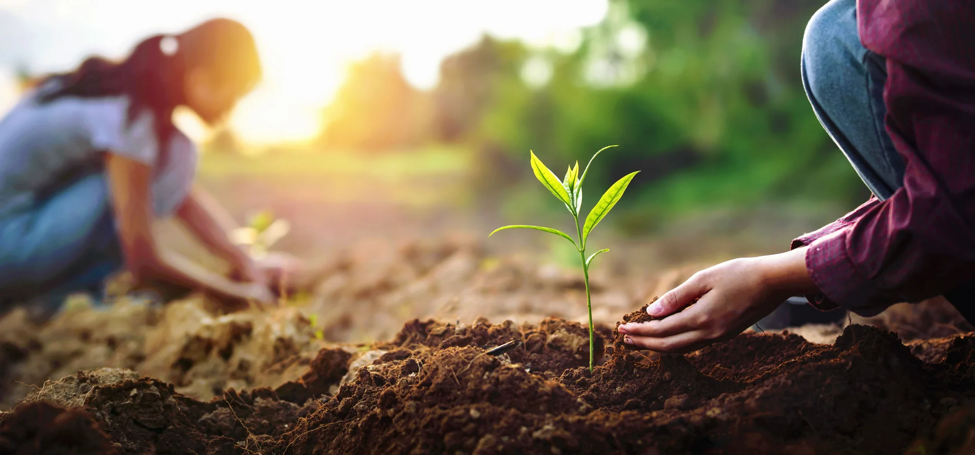 tree planting
