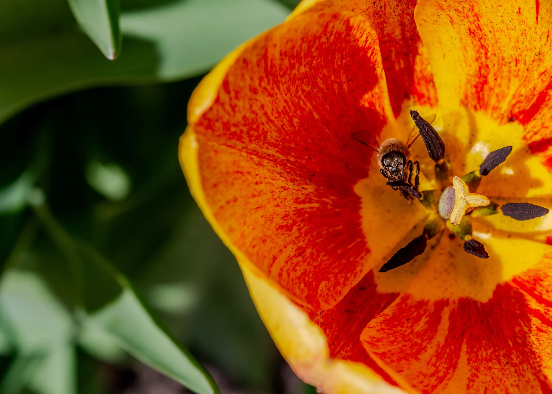 spring wildlife