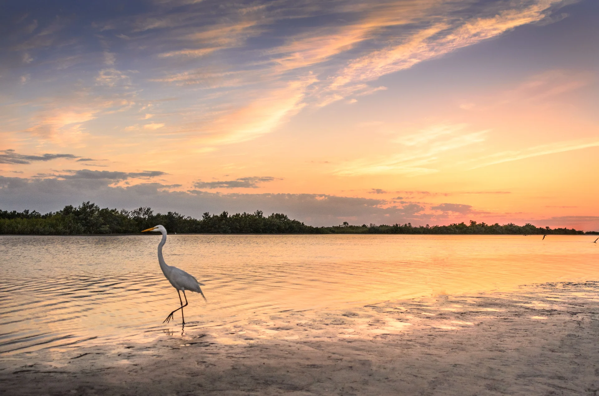 florida wildlife