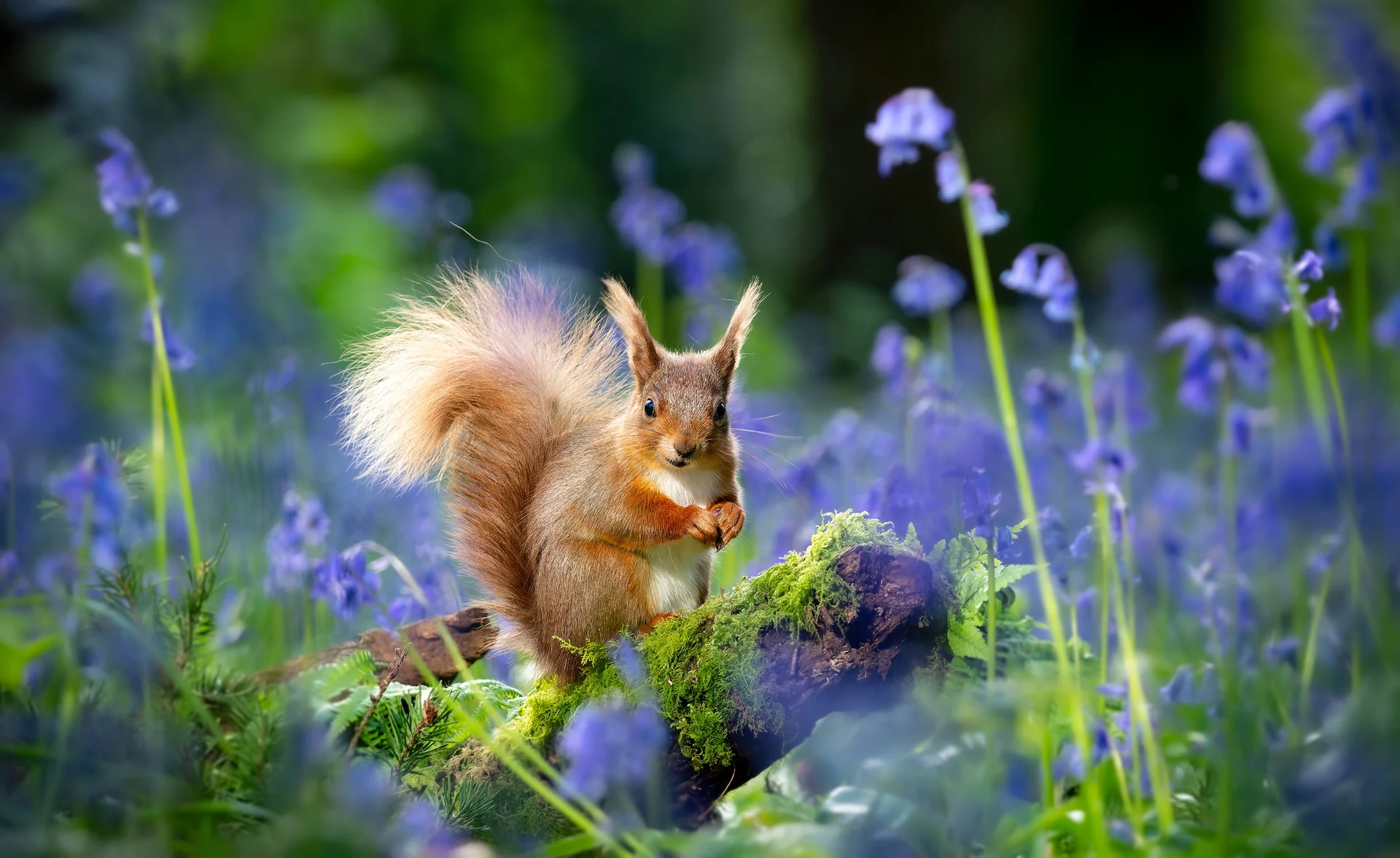 spring wildlife