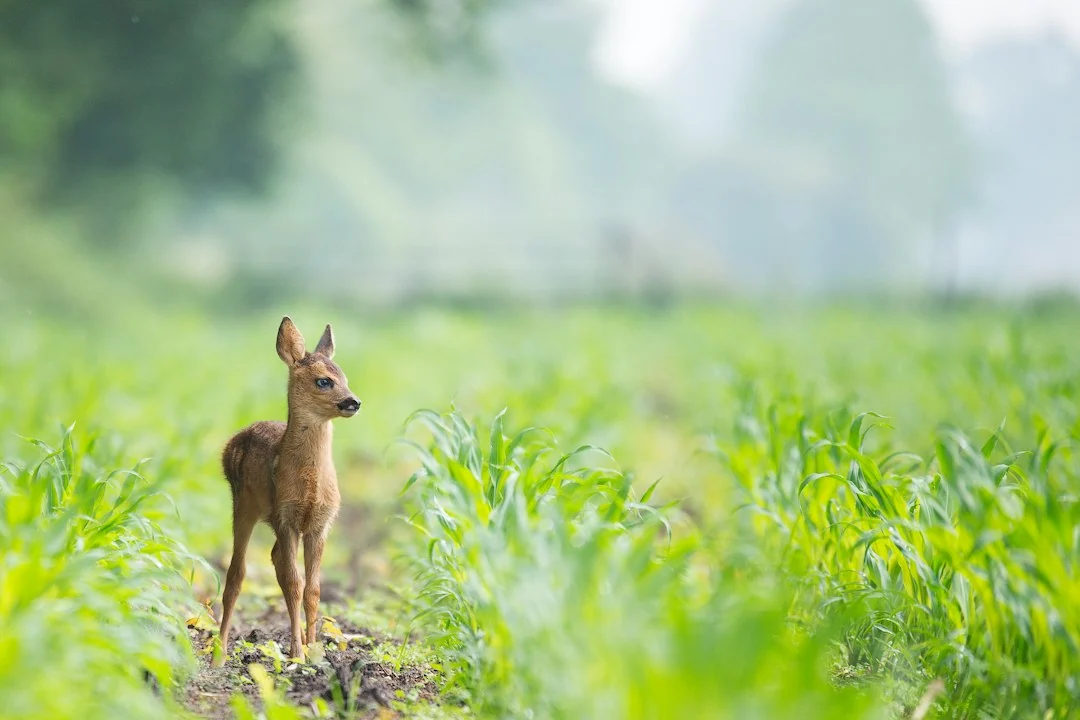 wildlife monitoring